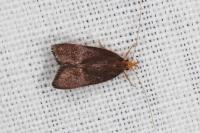 Eurodachtha pallicornella