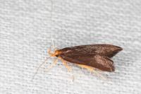 Eurodachtha pallicornella