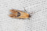 Batia internella