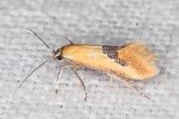 Batia internella