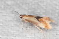 Batia lunaris