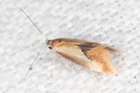 Batia lunaris