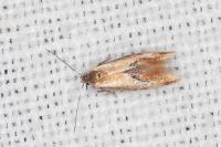 Batia lunaris