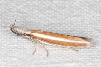 Pleurota aristella