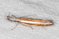 Pleurota aristella