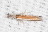 Pleurota aristella