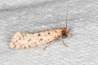 Ateliotum petrinella