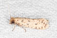Ateliotum petrinella