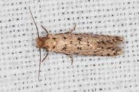 Ateliotum petrinella