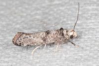 Paraswammerdamia nebulella