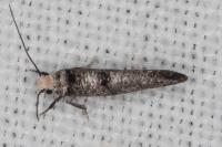 Paraswammerdamia nebulella