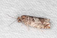 Ancylis achatana