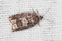 Ancylis achatana