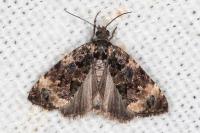 Endothenia gr. gentianaeana