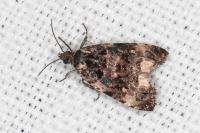 Endothenia gr. gentianaeana