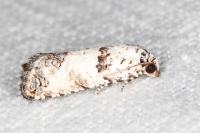 Epinotia dalmatana