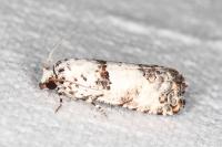Epinotia dalmatana