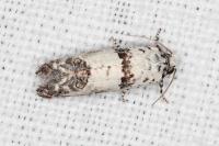 Epinotia dalmatana