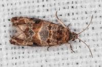 Lobesia botrana