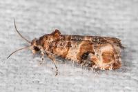 Lobesia botrana