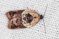Acleris variegana