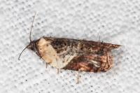 Acleris variegana