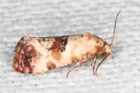 Neocochylis millierana