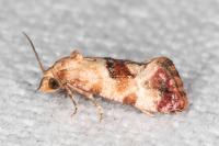 Neocochylis millierana