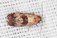 Neocochylis millierana