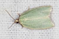 Tortrix viridana