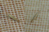 Coleophora salicorniae