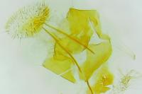 Depressaria douglasella