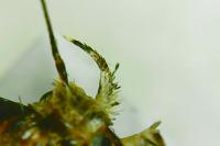 Depressaria douglasella