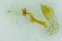 Hofmannophila pseudospretella