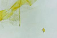 Depressaria daucella