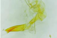 Depressaria daucella
