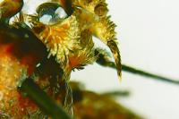 Depressaria daucella