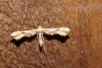 Cnaemidophorus rhododactylus