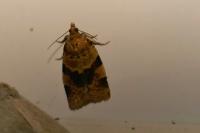 Epagoge grotiana