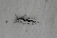 Ethmia pusiella/candidella