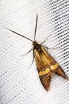 Nemophora degeerella