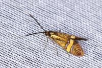 Nemophora degeerella