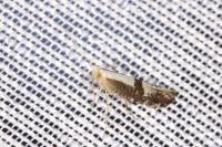 Argyresthia spinosella