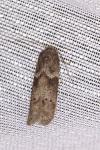 Blastobasis glandulella