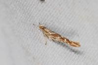 Pyroderces argyrogrammos