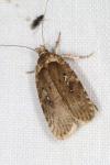 Agonopterix