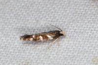 Oxypteryx wilkella