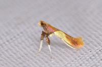 Caloptilia alchimiella