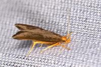 Eurodachtha pallicornella