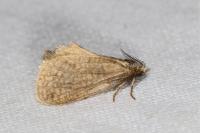 Bijugis bombycella